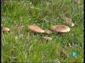 Magic Mushroom Setas de otoño en España 3/1
