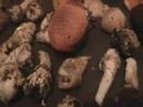 Amanita Muscaria Mushroom harvest Media
Amanita Muscaria Mushroom harvest Media