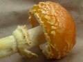 Shrooms: Amanita muscaria var. persicina
